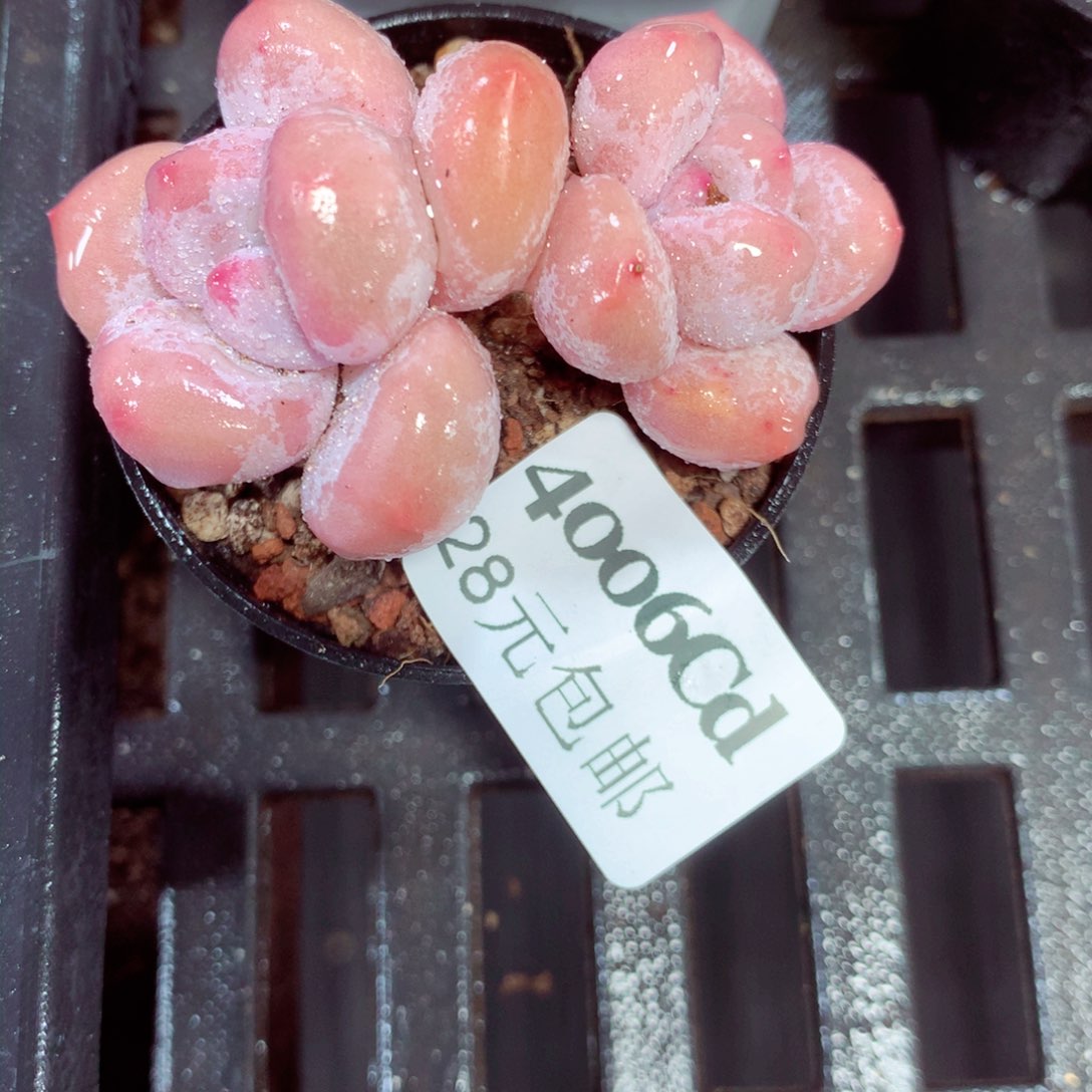 5厘米盆精控多肉4006