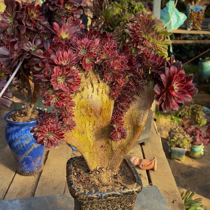 黑天鹅缀化多肉1颗