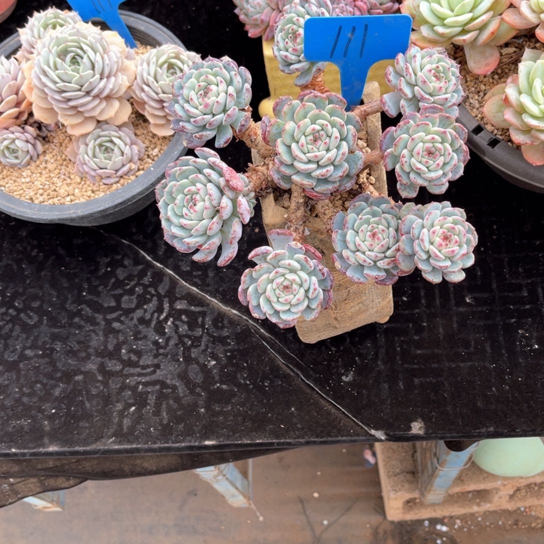 喜****妞111白胖子多肉植物