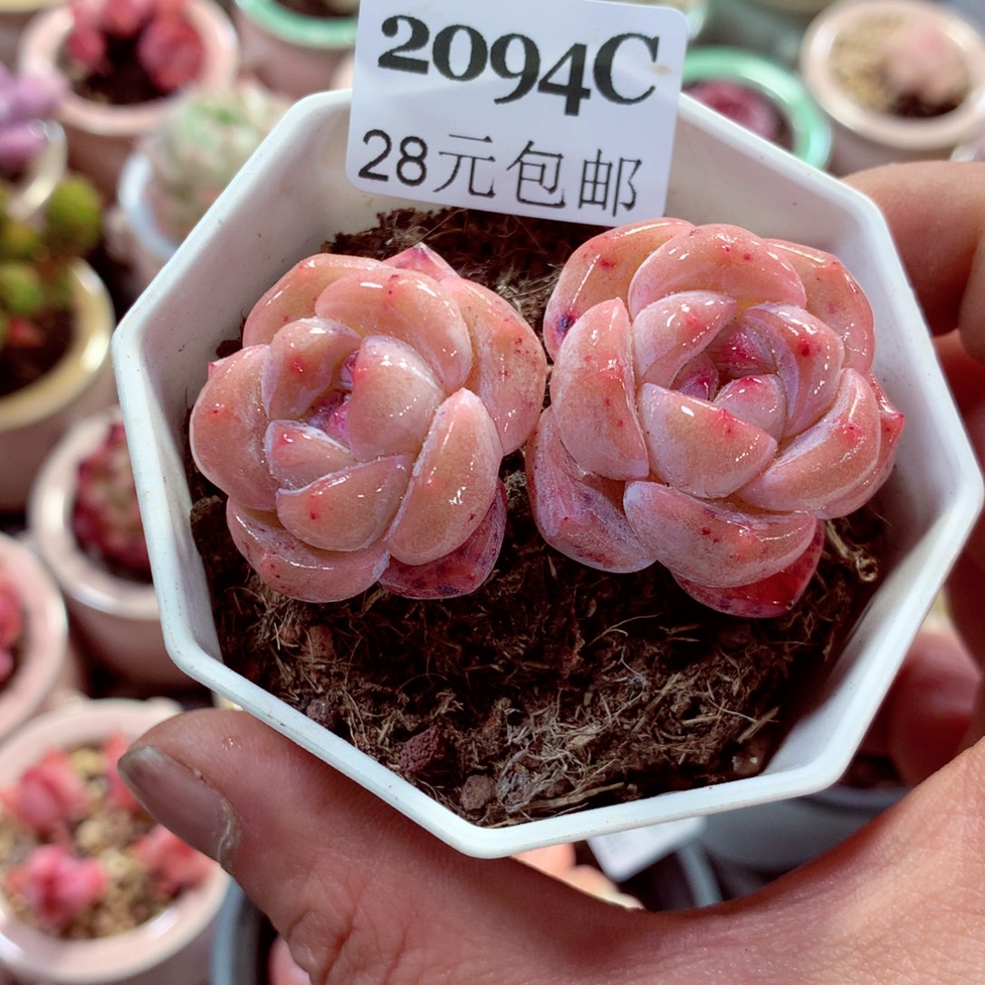 5厘米盆精控多肉2094