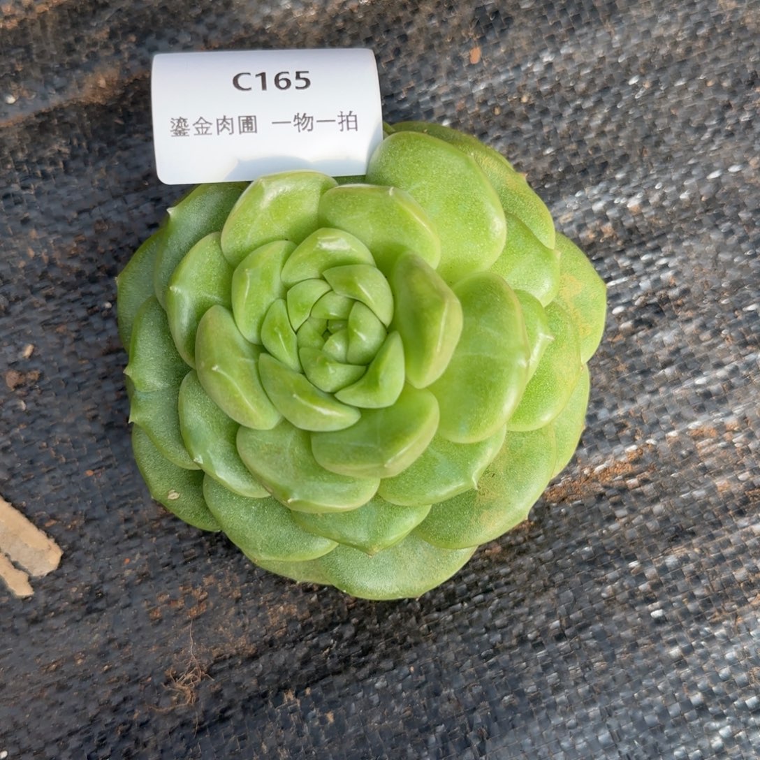 清***️C165翡翠灯        