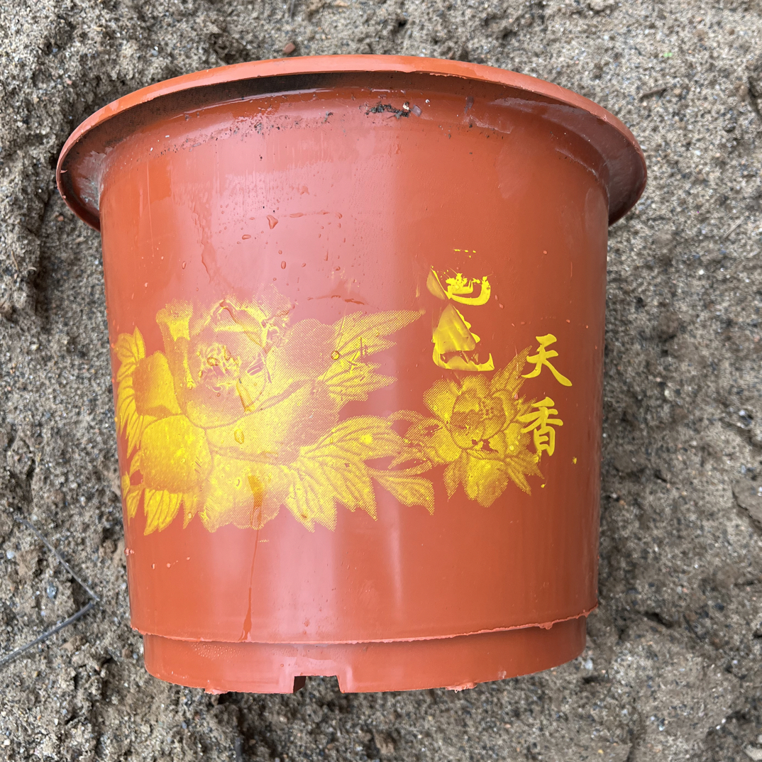 六加仑牡丹盆透气通风