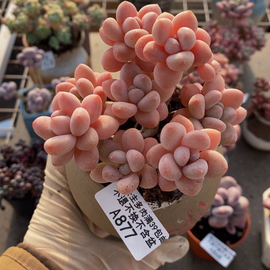 鱼子酱877/9cm多肉