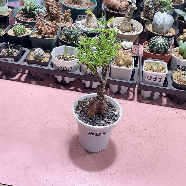 883梅斯木枝干老桩
