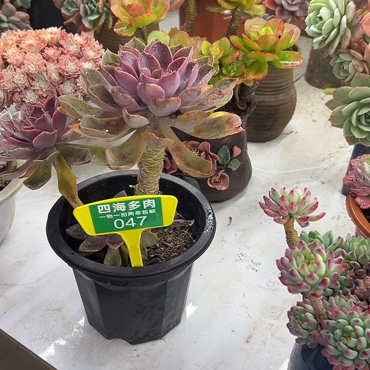 花***圆琼斯多肉植物群落047