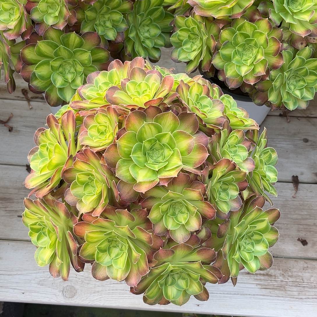 无花朵韶华法师多肉植物漂亮