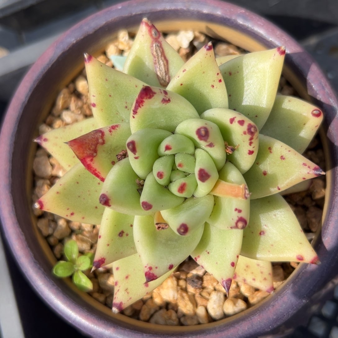 黄金玛丽亚精控多肉一物一拍