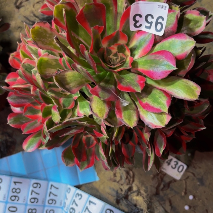 甜***8953男神多肉植物不售后