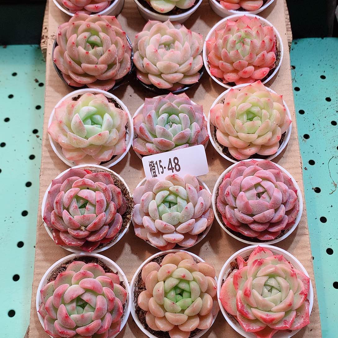 15-48一物一拍带盆18颗