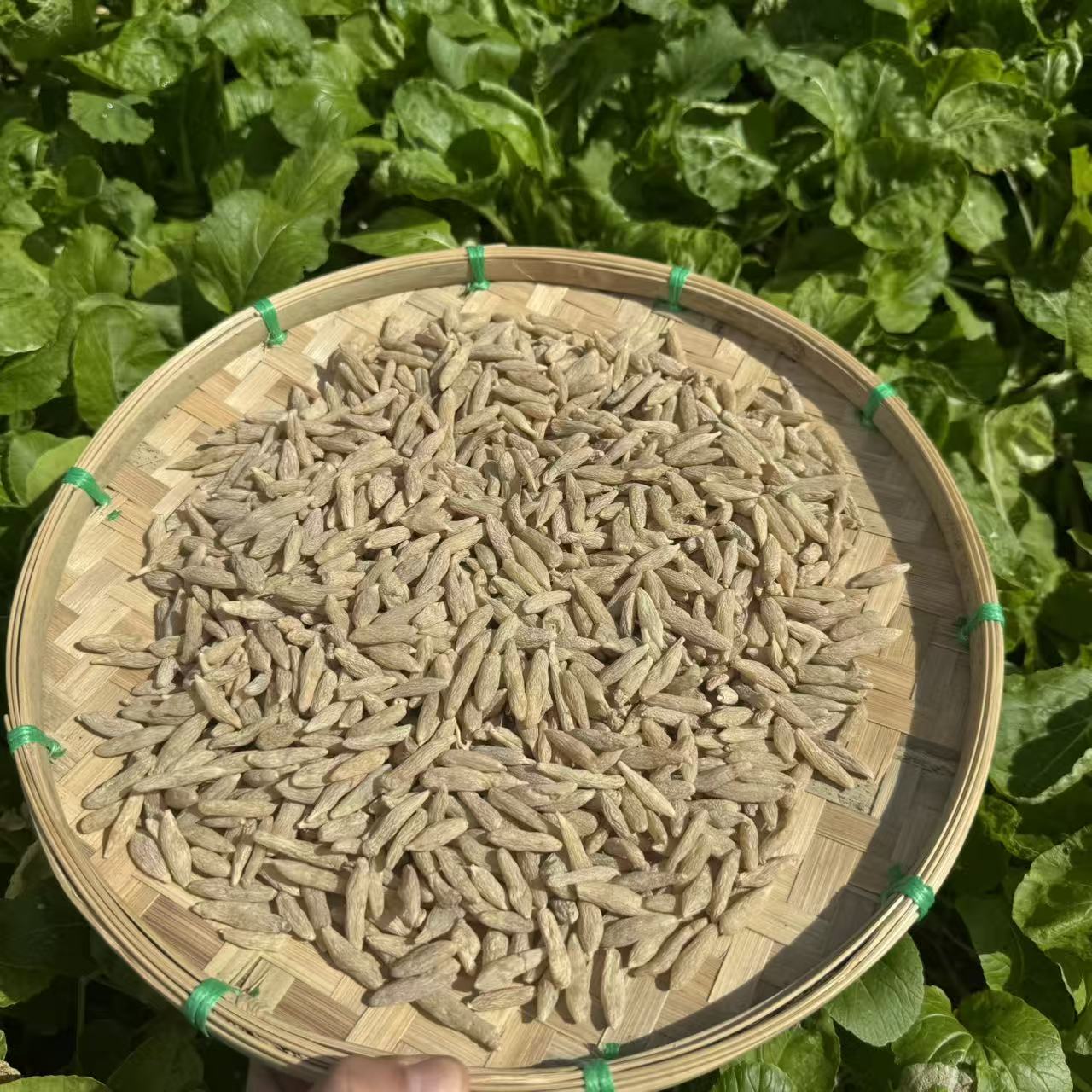 正宗麦冬 可泡水