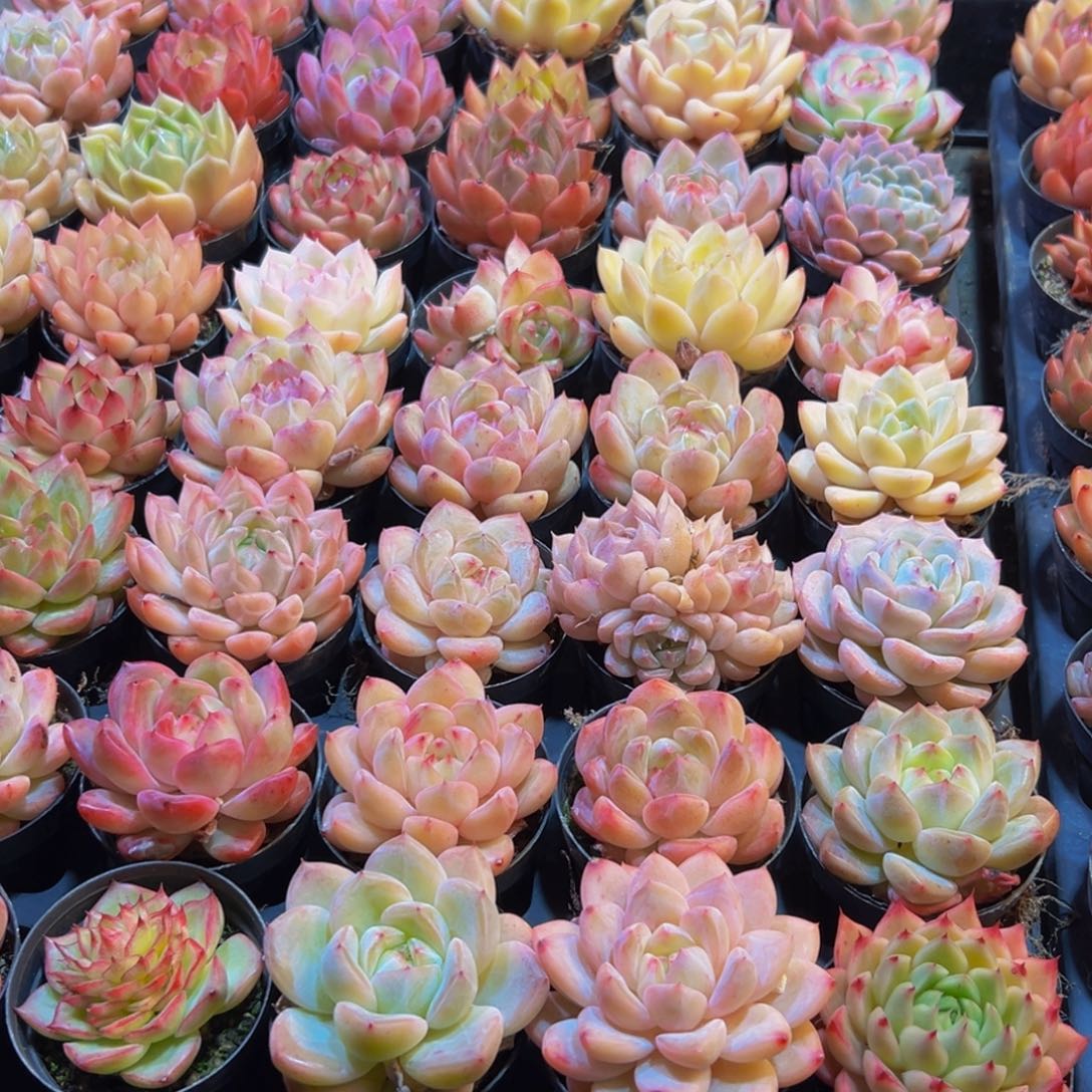 小***y081多肉葡萄的味道