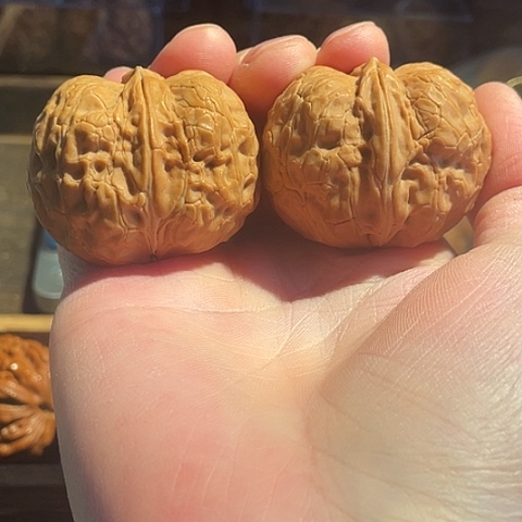 文玩核桃把件黄金蟒带彩43+