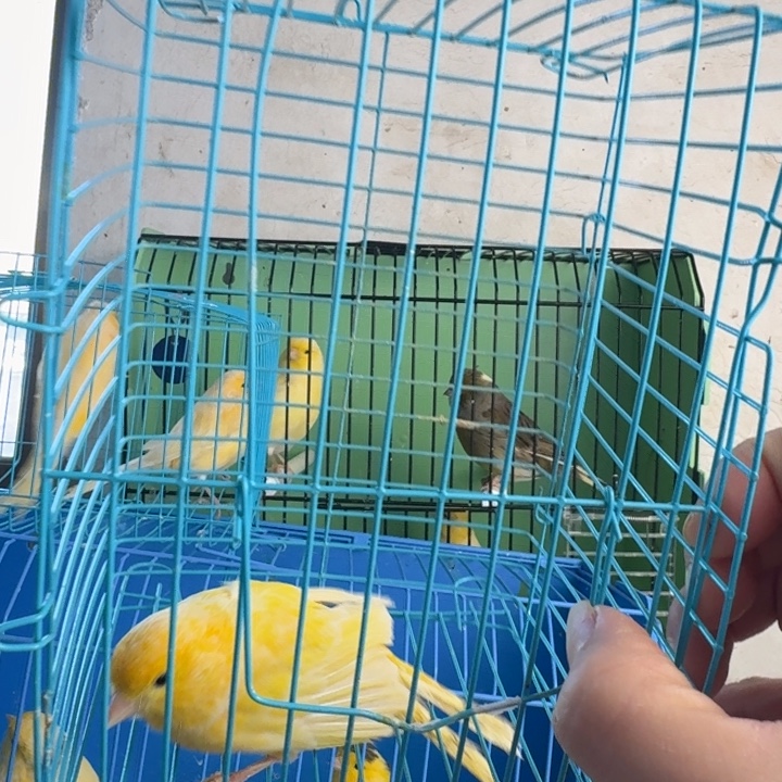 手***3文鸟黄玉公一只京东发