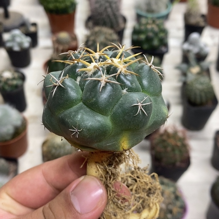 实生安宅象牙特价