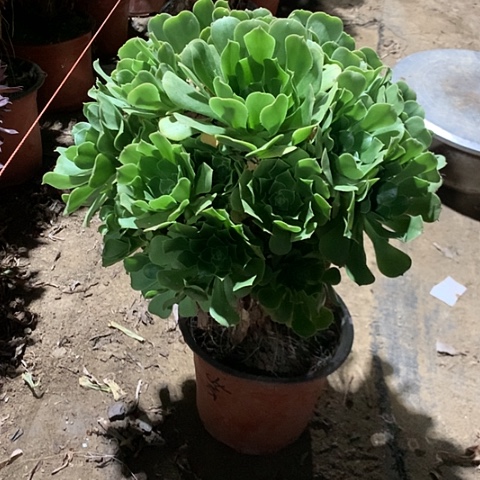 绿羊绒多肉植物法师6号