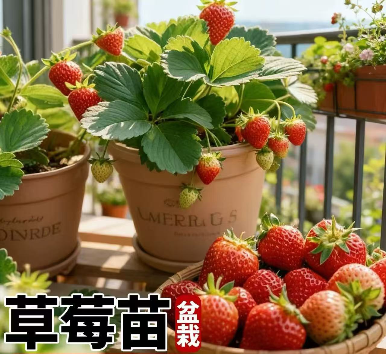 宁玉草莓盆栽带花带果对版苗红草莓阳台庭院种植