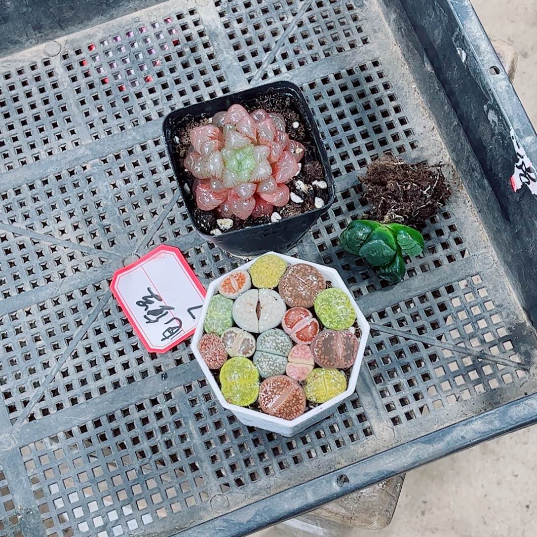 生石花水晶葡萄处理