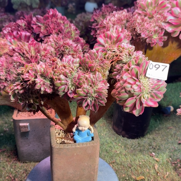 倾城法师锦缀化097