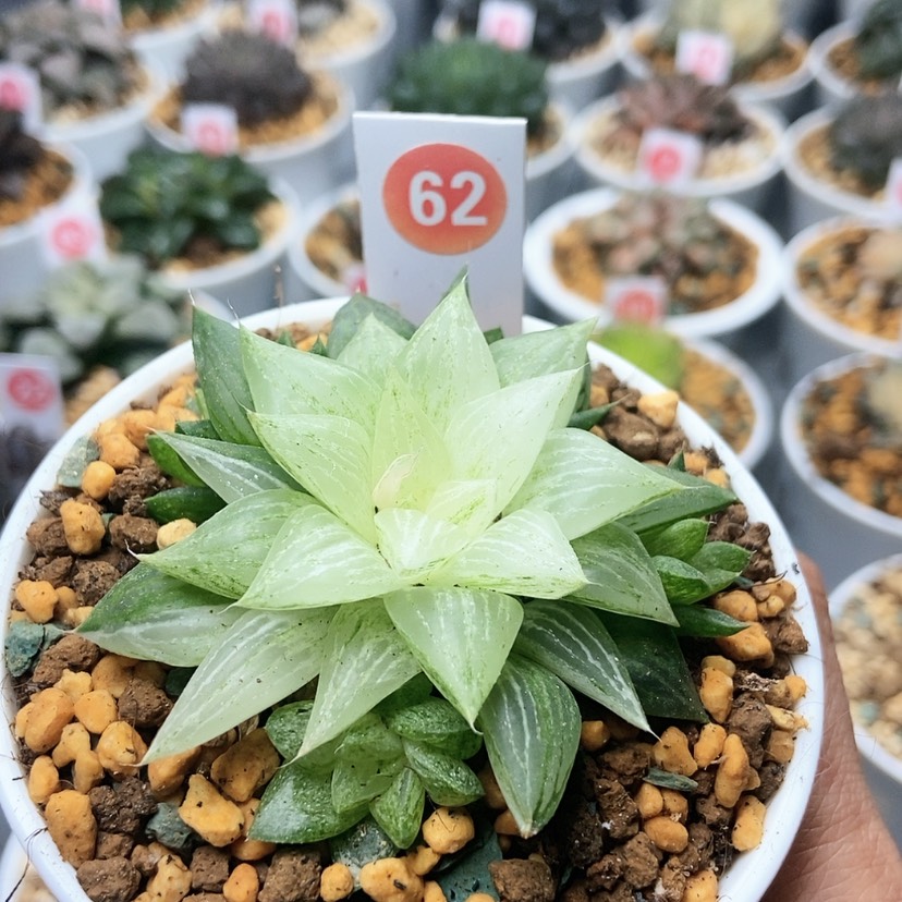 【闪购商品】62元祖冰沙糖锦