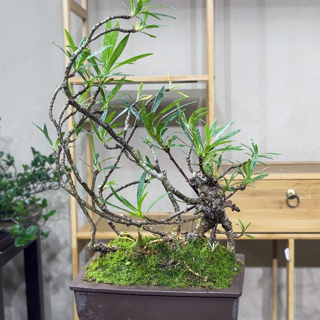 赤***极无花朵9968575288558566885