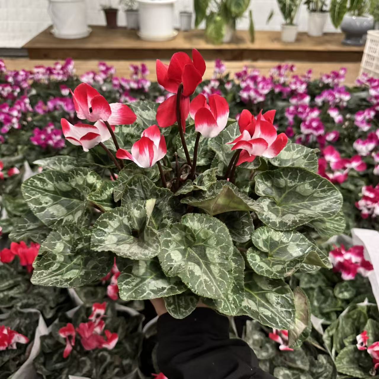 【胖胖】 橙红音迪卡~F1代大花仙客来带花带花苞发货