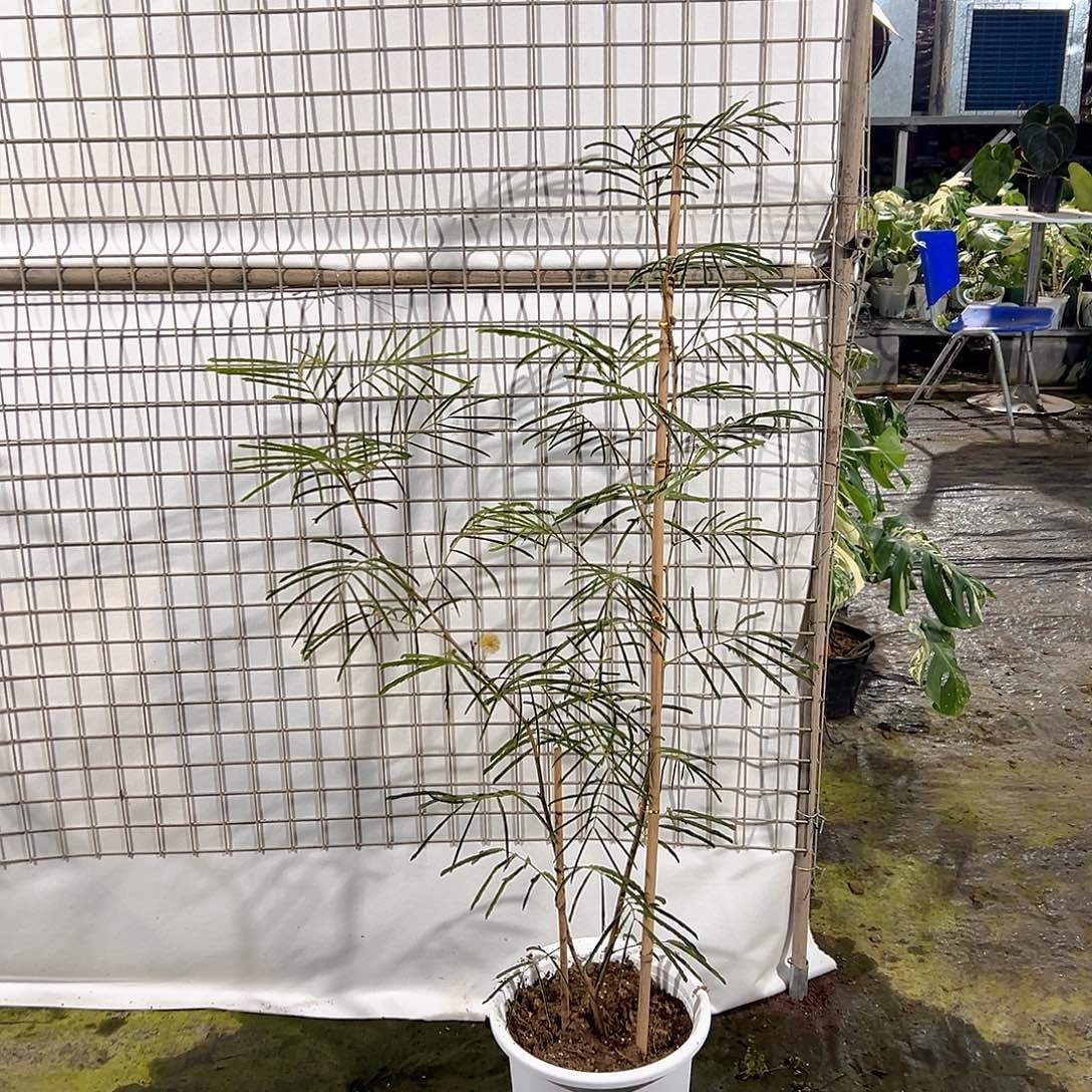 无花朵密叶猴耳环