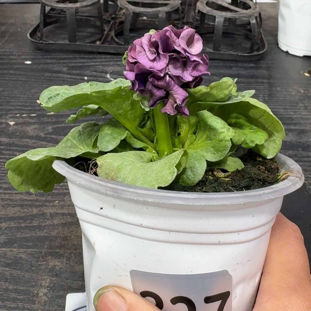 全部花朵327号洛可可