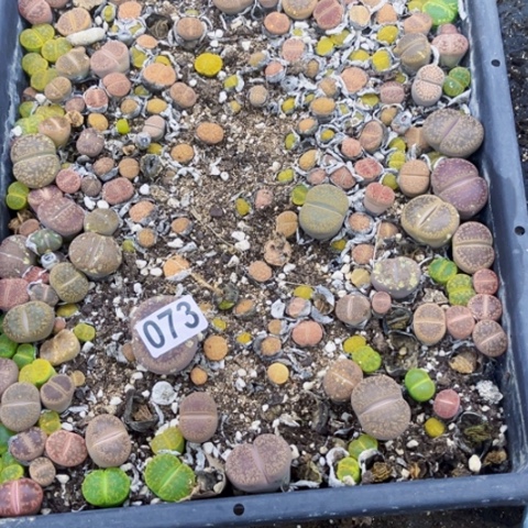 也***073生石花一物一图如图