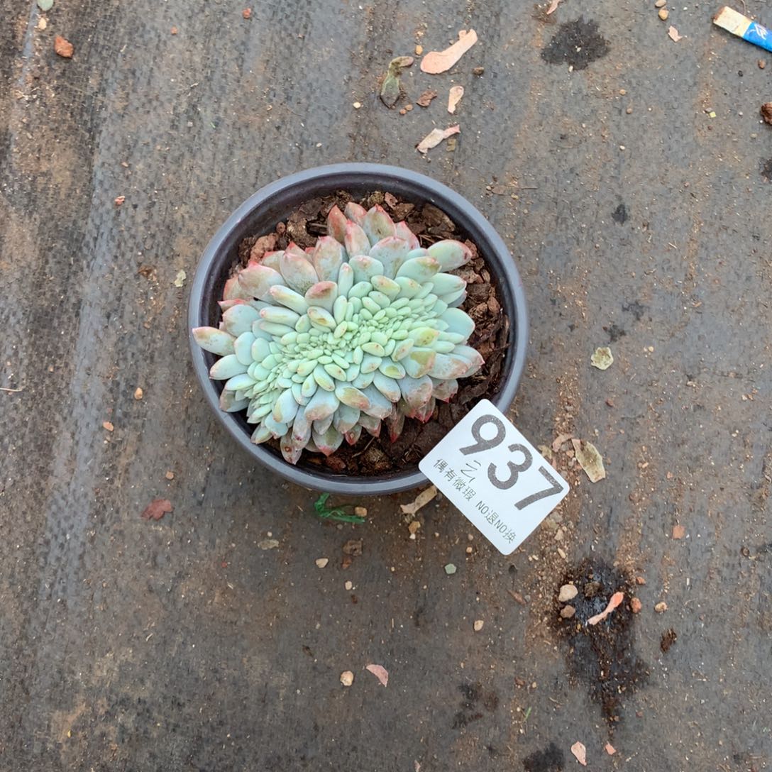 云***云937橙子缀多肉植物