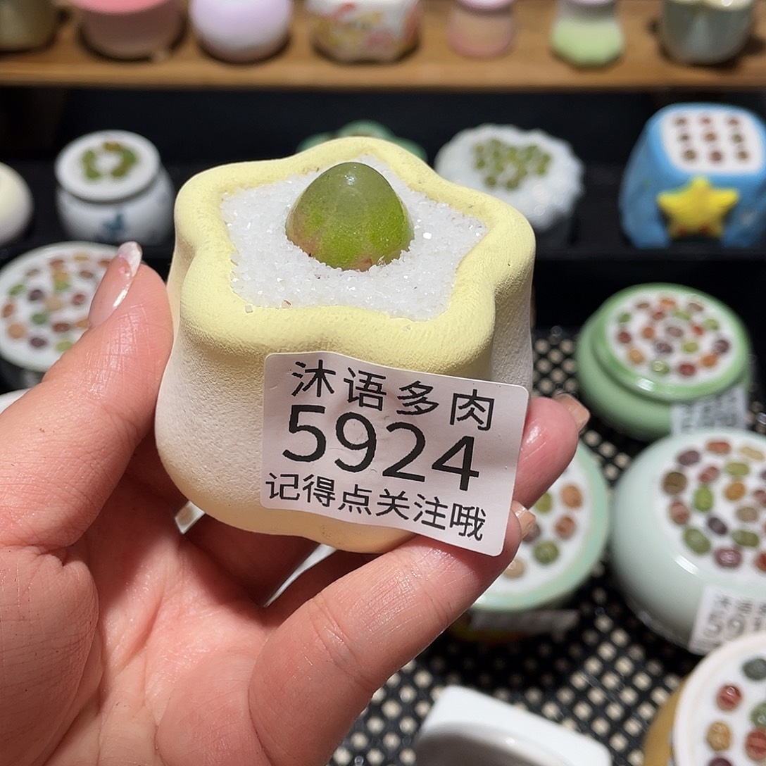 圆***圈带盆土植物 一物一拍5924