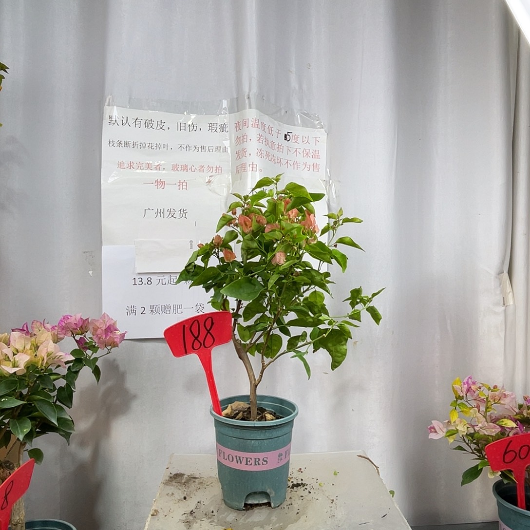 当前无花栽培后可以开花188阿奴娜盆苗