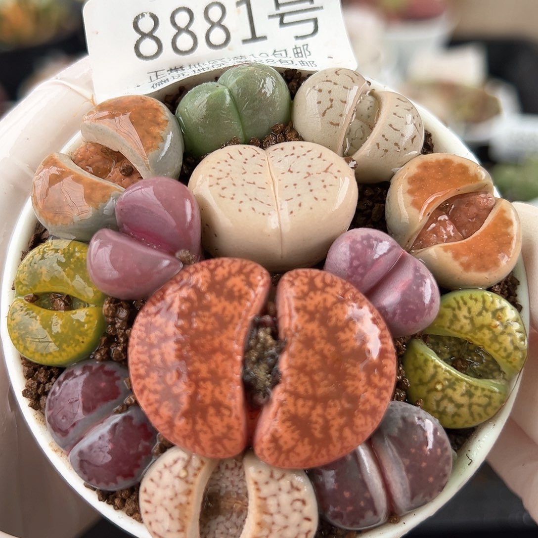 好养易活生石花大母本8881