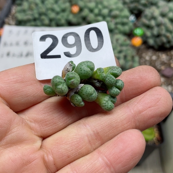 290草莓斑马俩群