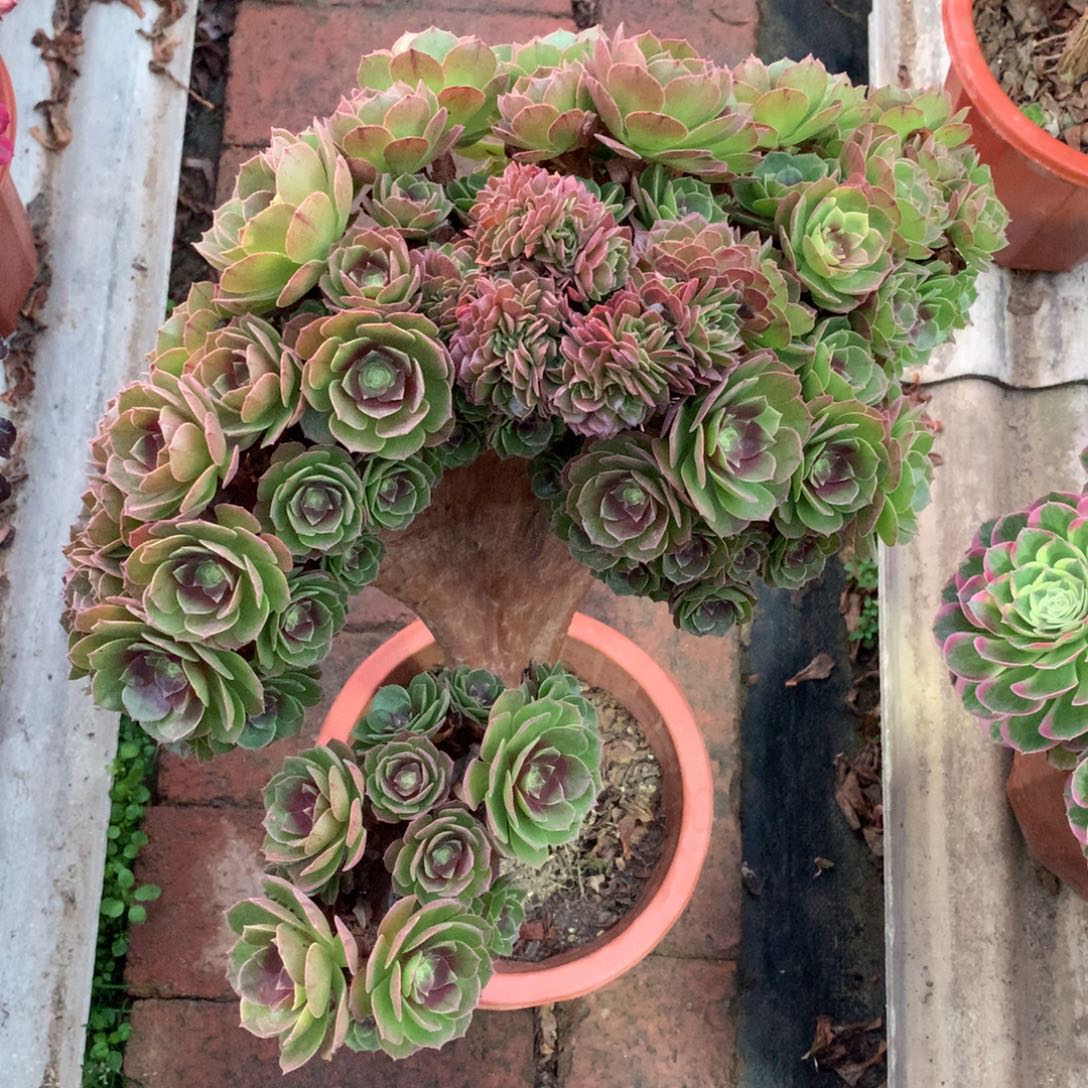 万缀朵朵，有点微瑕