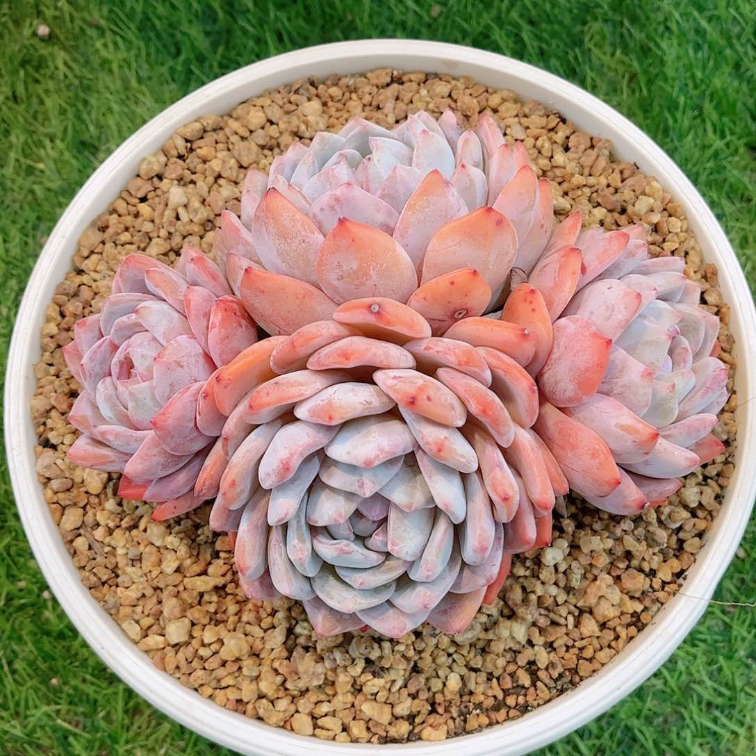 韩版雪天使自然群多肉