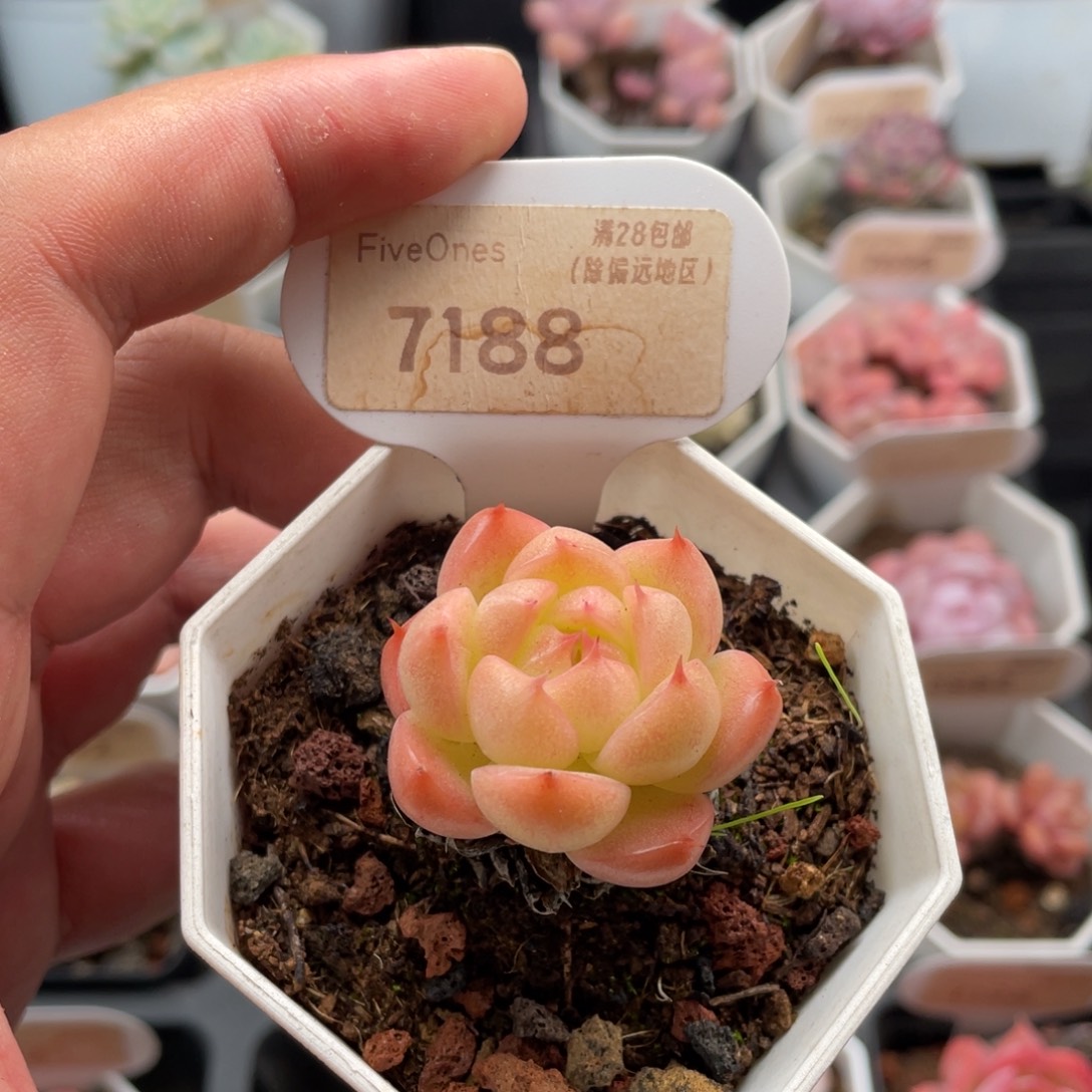 麦秆7188-3.5厘米