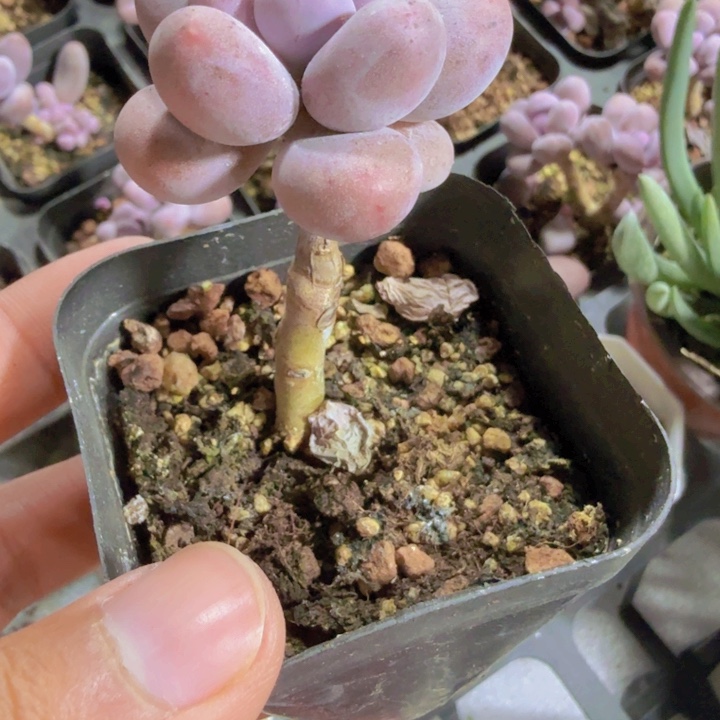 棒棒糖奶酪一颗福利