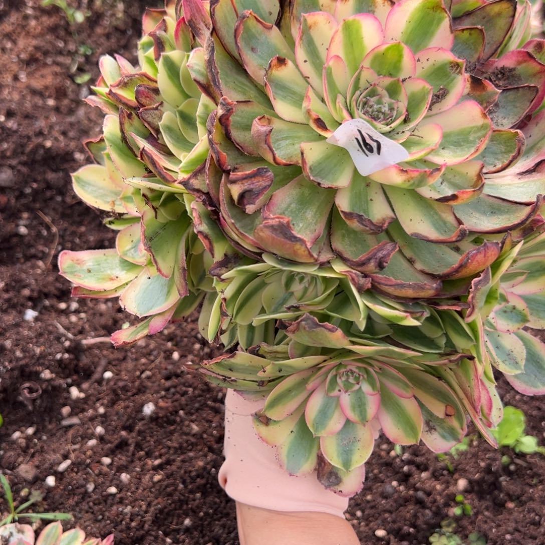 163半糖诺肉一一一多肉