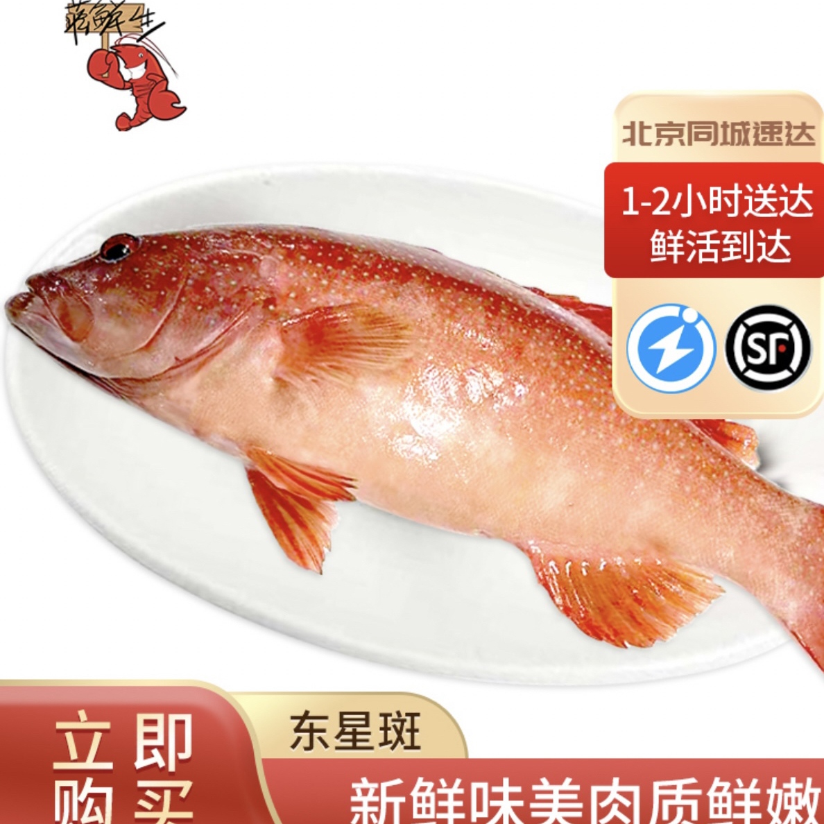 鲜活深海石斑鱼东星斑