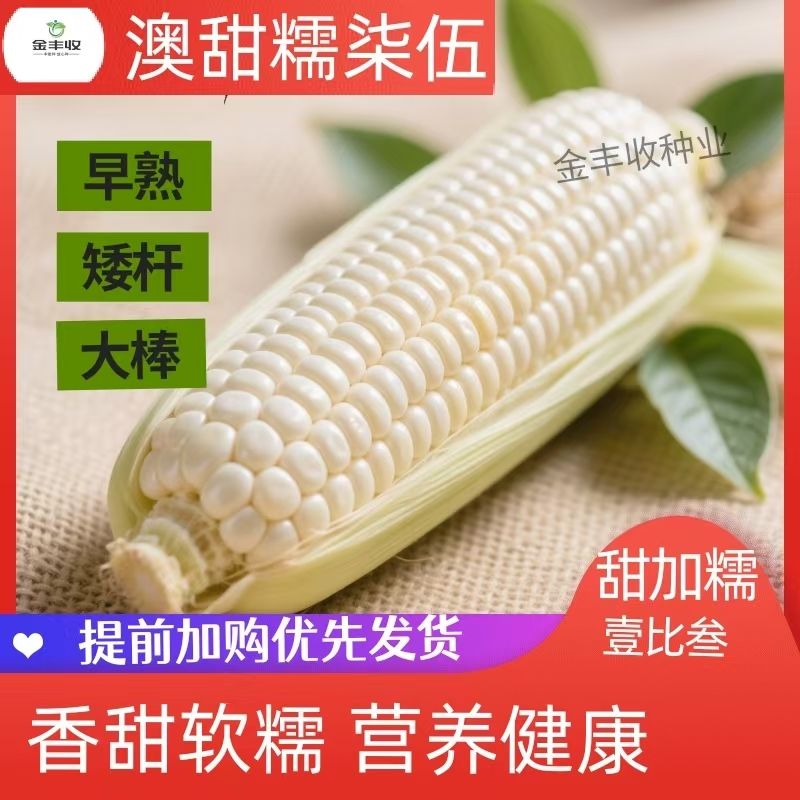 【澳甜糯75号玉米种子】白玉米甜糯玉米种籽蔬菜矮杆新品玉米种孑籽