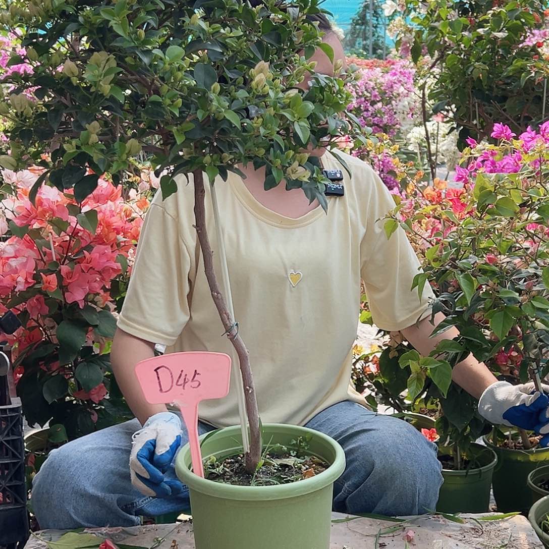 豆***豆大部分花苞少量开放D45苹果花