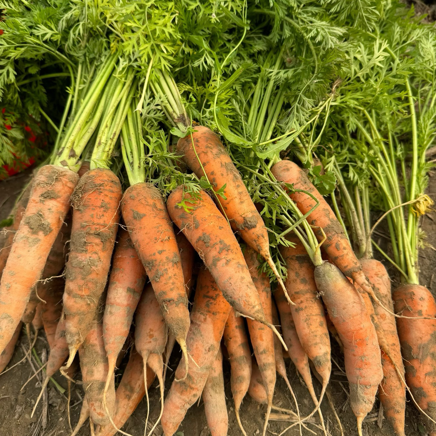 益阳本地农家胡萝卜
