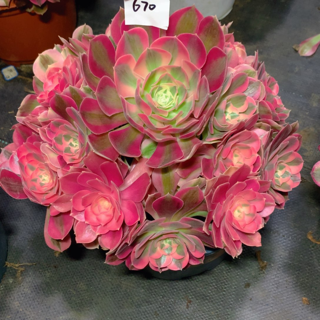 670粉女巫精品法师多肉