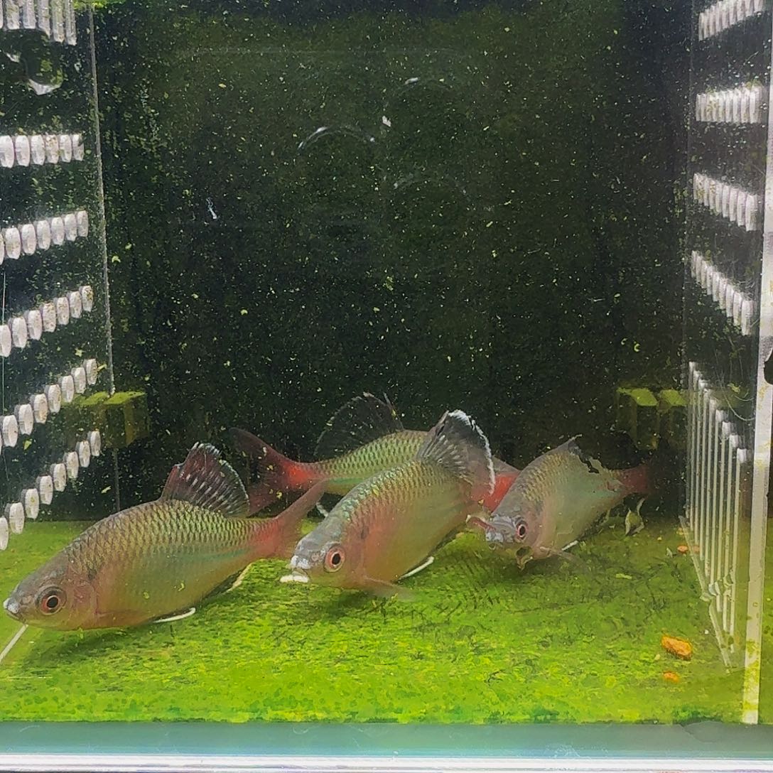 海水鱼新安江青鳞鱊溪流原生