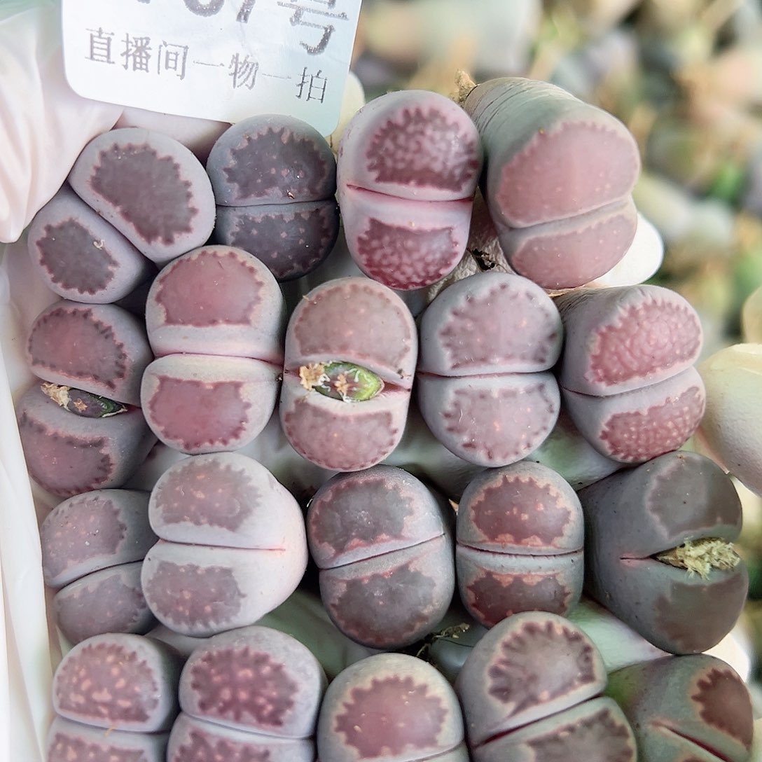 8787 好养易活生石花大母本19个