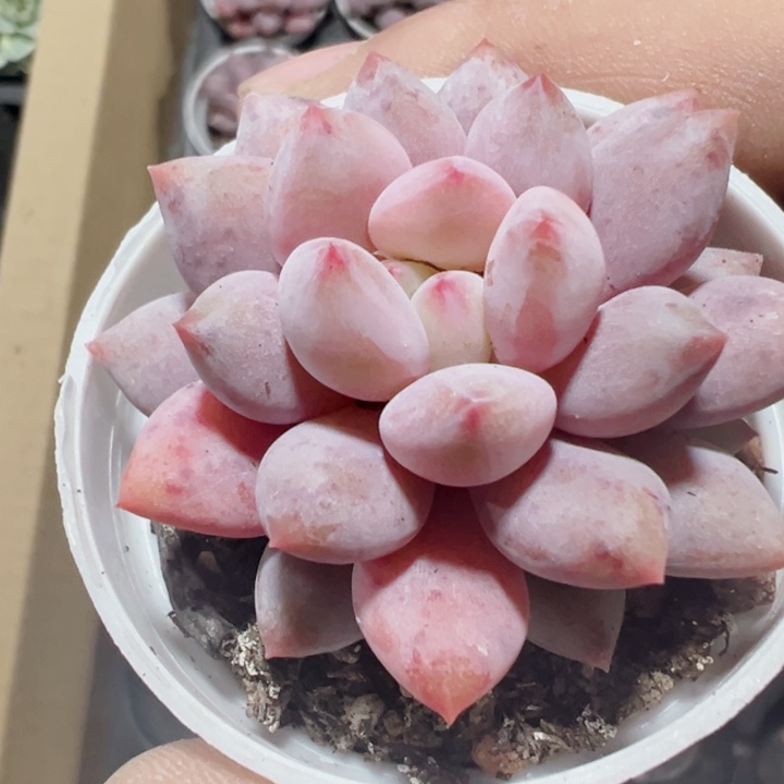 半夏精品多肉植物