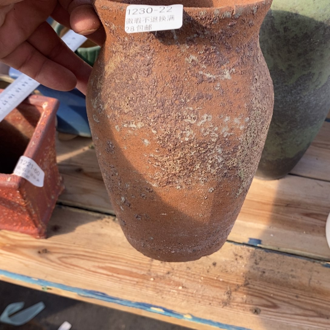 22号花盆内10高18.5