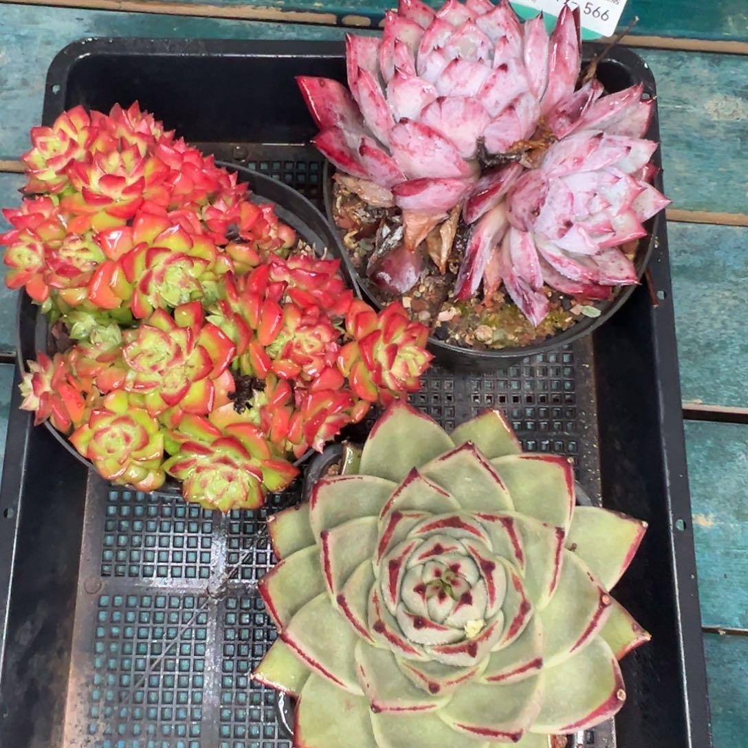 多精选编号0119.566