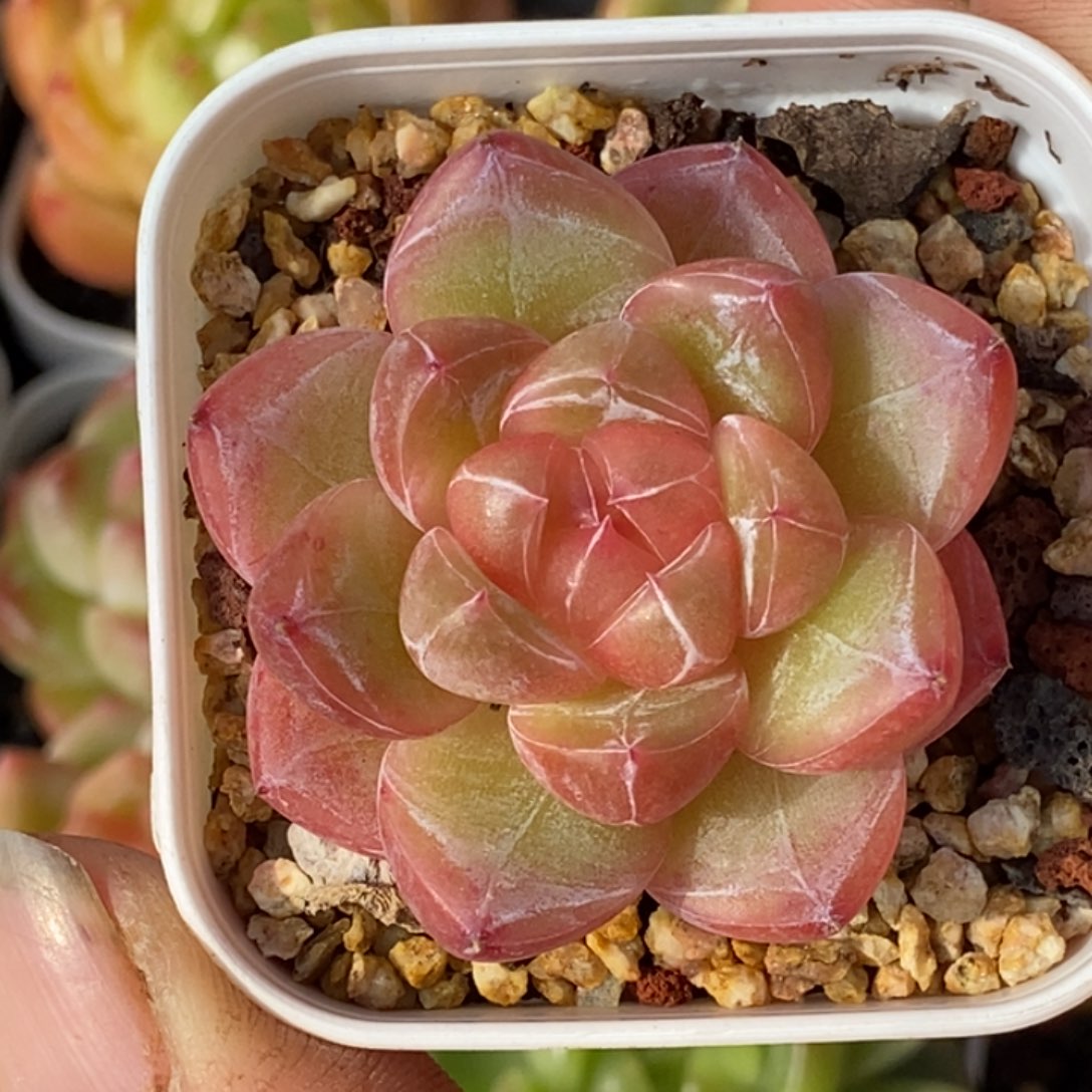 天官赐福百无禁忌