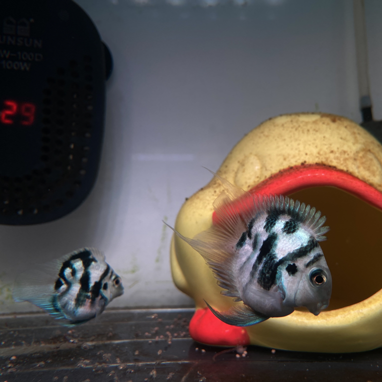 迷你鹦鹉鱼 白金 宝蓝 胭脂粉 摩卡(没有开箱视频不予报损)